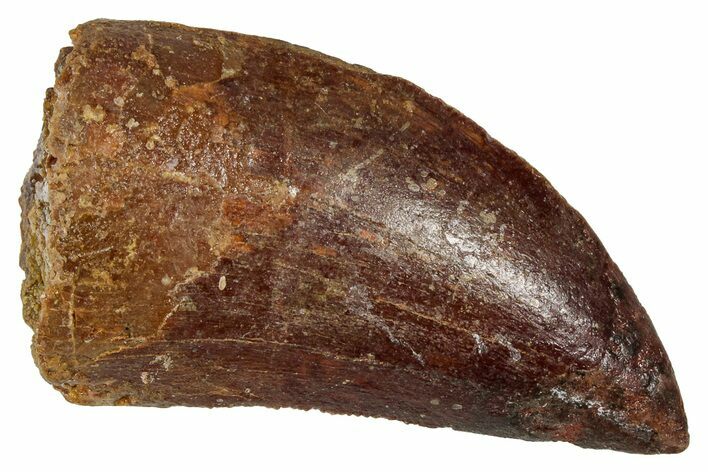 Serrated, Carcharodontosaurus Tooth - Real Dinosaur Tooth #341300